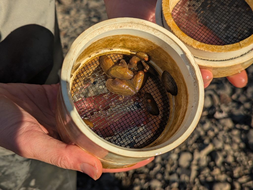 A small group of mussels in a circular container