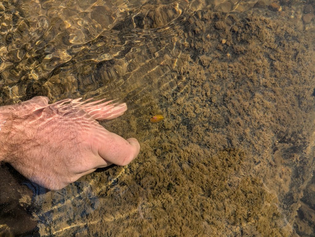 A hand placing a small mussel into a riverbed