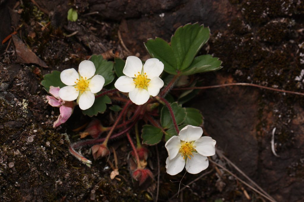 Fragaria virginiana by Walter Siegmund, CC BY-SA 3.0, via Wikimedia Commons