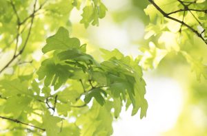 Green oak leaves. Each leaf has between seven and nine lobes, which get bigger as they move away from the stem. 