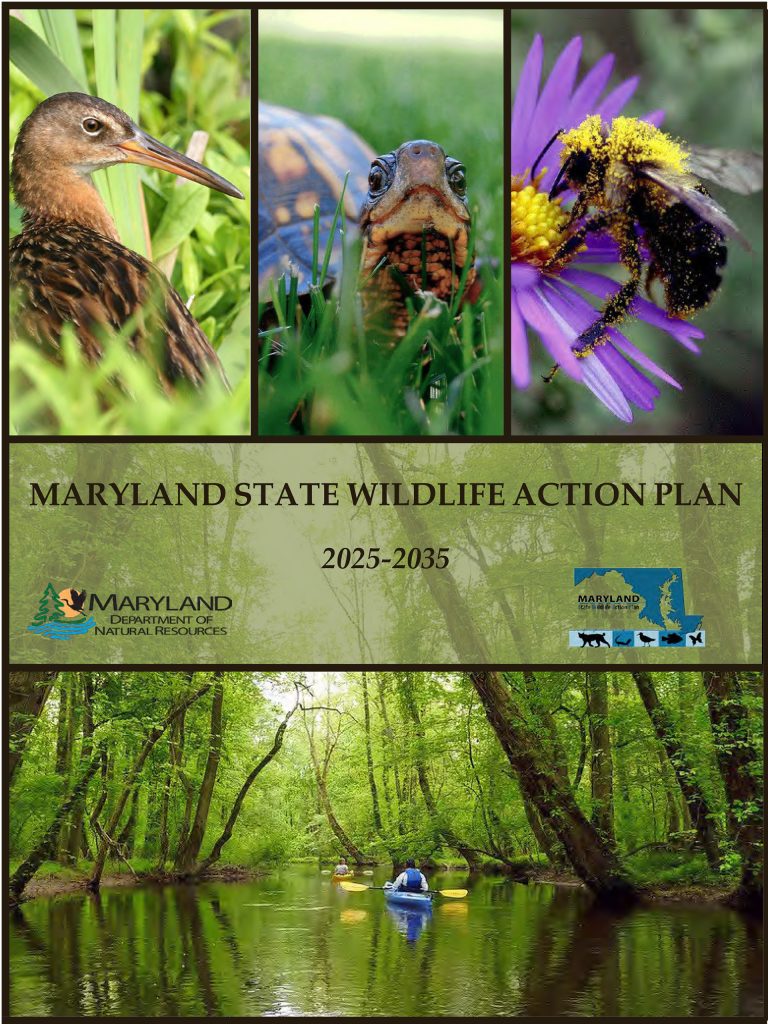 Cover of Maryland State Wildlife Action Plan (SWAP) 2025-2035