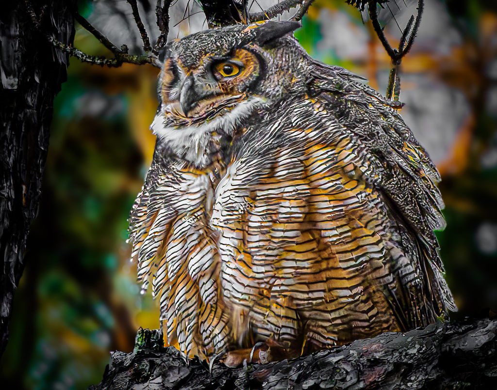 Chubby looking great horned owl