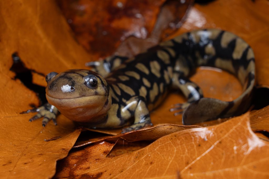 Tiger salamander on a bed of fall leaves
