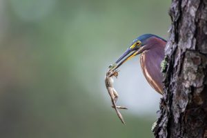 Green heron eating a frog