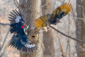 Woodpecker and a flickr go at it in flight by the side of a tree