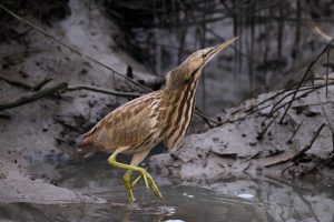 American bittern, a small brown and white shorebird moves along a salt marsh