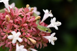 Green snake pokes its head out of a collection of pink flowers