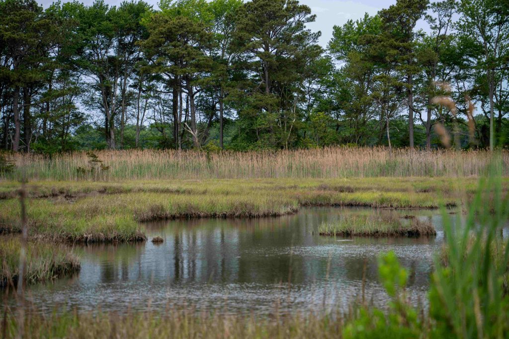 A marsh with vegetation and trees