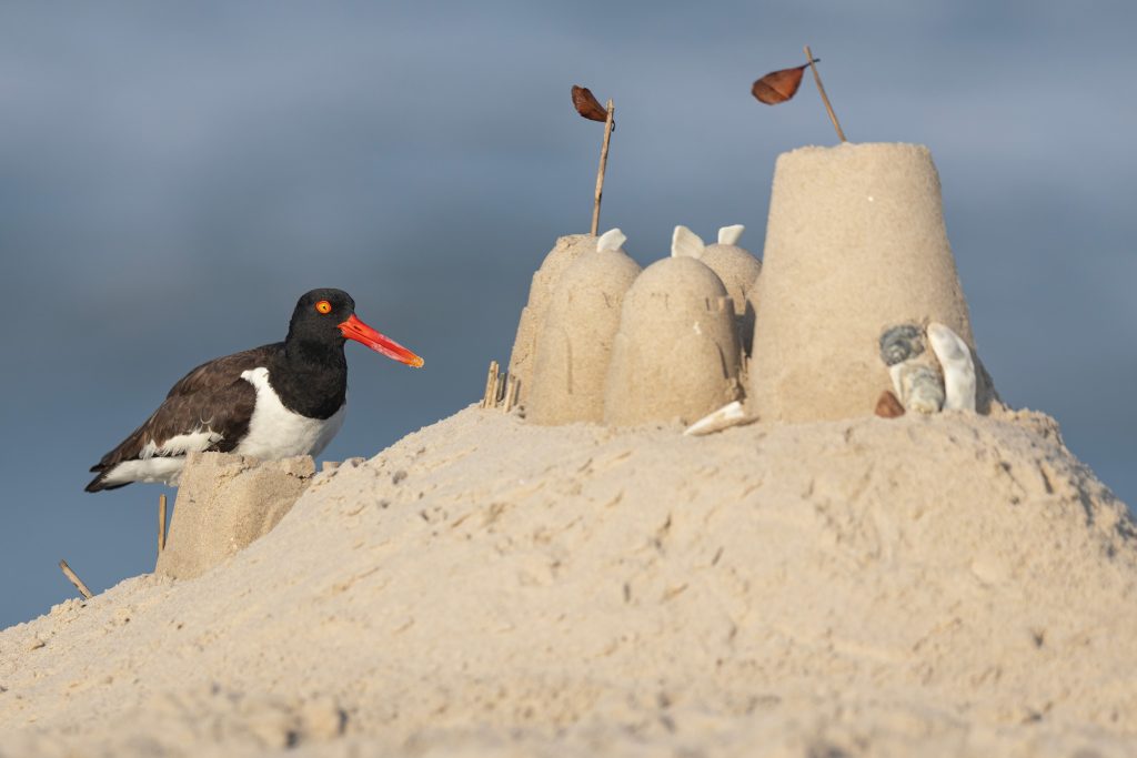 an oyster catcher by a sand castle