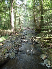 Stream going through a forest