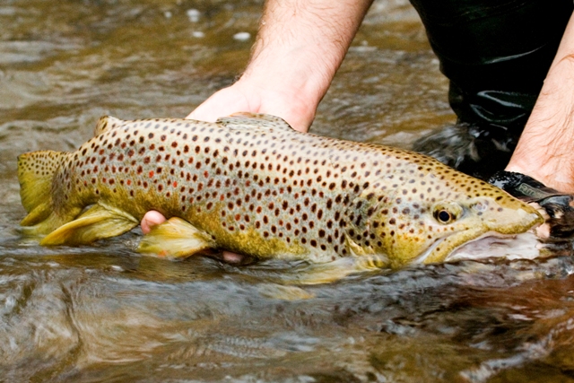 Brown Trout Stocking 89