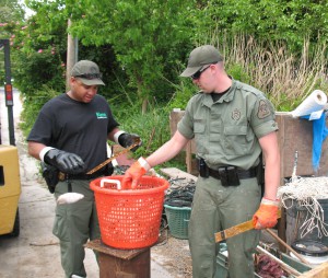 NRP officers measuring the croaker