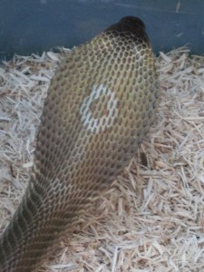 monocle cobra 