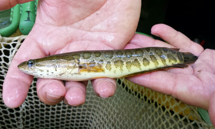 Biologists found a juvenile snakehead in the C&O Canal