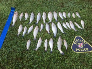 The fish confiscated by NRP 