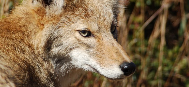 Coyotes in Maryland: Where they came from and what to expect
