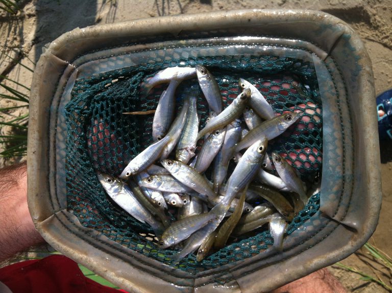 Striped Bass Survey Shows Healthy Population Growth