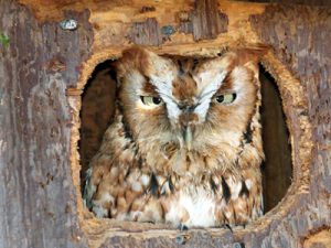 Winter Nest Box Maintenance