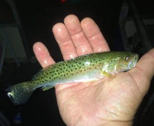 Photo of Small speckled trout