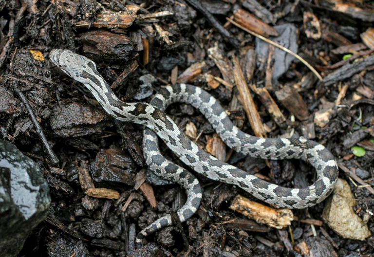 Native Animal Profile: Eastern Ratsnake (Pantherophis alleghaniensis)