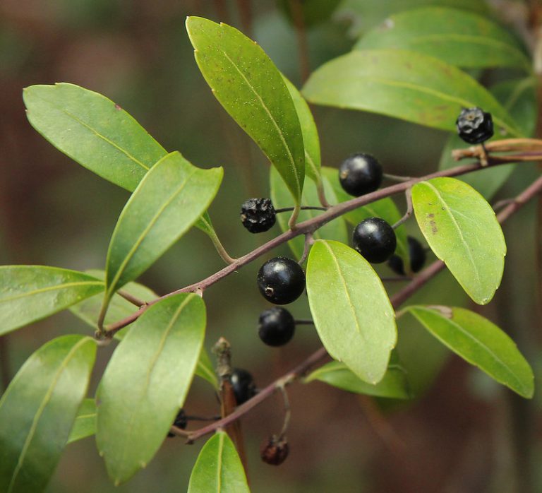 Native Plant Profile: Inkberry (Ilex glabra)