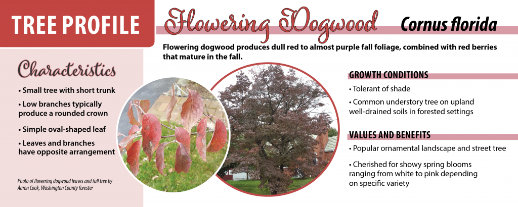 Graphic with photos of flowering dogwood