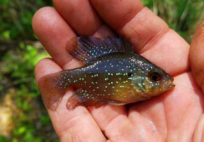 Photo of blue-spotted sunfish