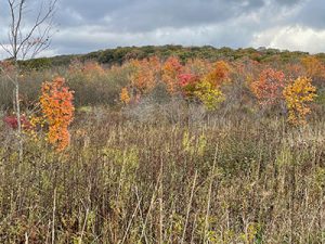 Mountainside with fall trees