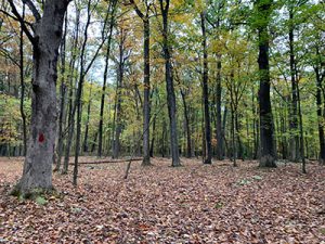 Fall forest