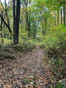 Trail lined with fall trees