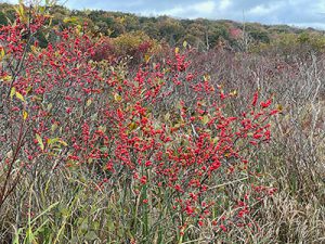 Winterberry Holly