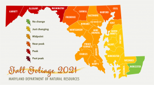 Image of fall foliage map showing peak conditions in the west and north central Maryland