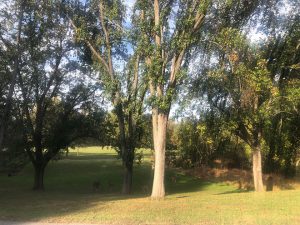 Deer under trees with green leaves