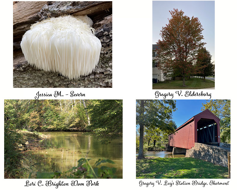 Fall photos of Maryland, Loy's Station Covered bridge, Lions Mane mushroom, stream in Baltimore County and a beautiful tree