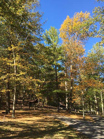 Fall trees at Plantation Trail Head