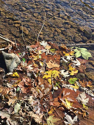 Fallen leaves in Potomac River