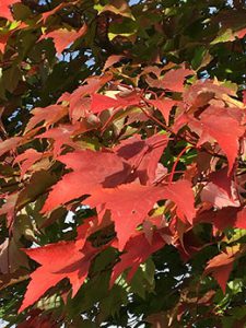 Red Maple leaves