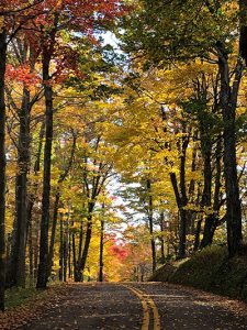 Fall trees on a windy road