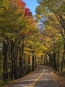 Fall trees on a windy road