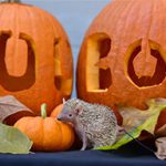 zoo-boo