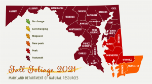 Map of Maryland showing peak foliage on the Eastern Shore