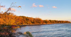 Shoreline on the Choptank River