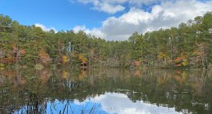 Trees behind the black waters of the Pocomoke