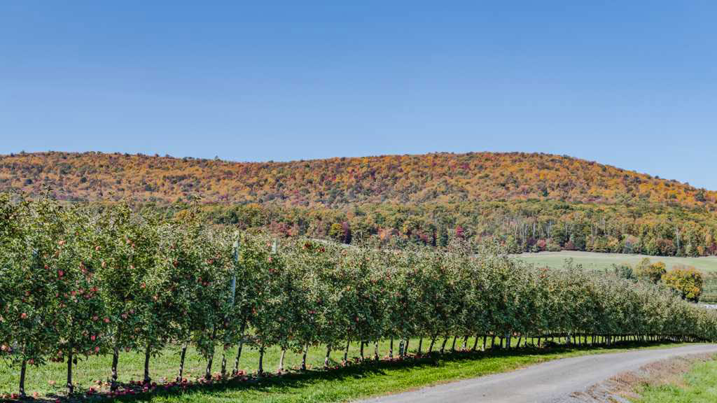 Fall leaves cover a mountain with an apple orchard in the foreground