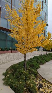 Bright yellow leaves on a tree