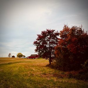 Deep reds on trees in front of a barn