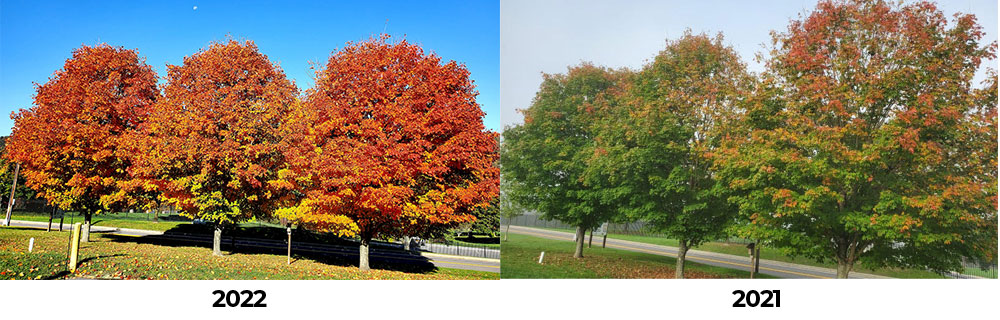 Comparison photo with trees from 2021 and 2022 this year the trees are brighter and have turned earlier