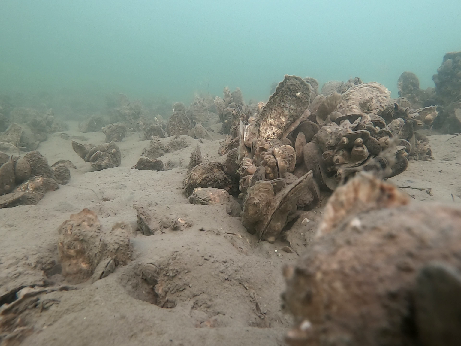 Maryland’s Oyster Restoration Sanctuaries Show Promising Signs for ...