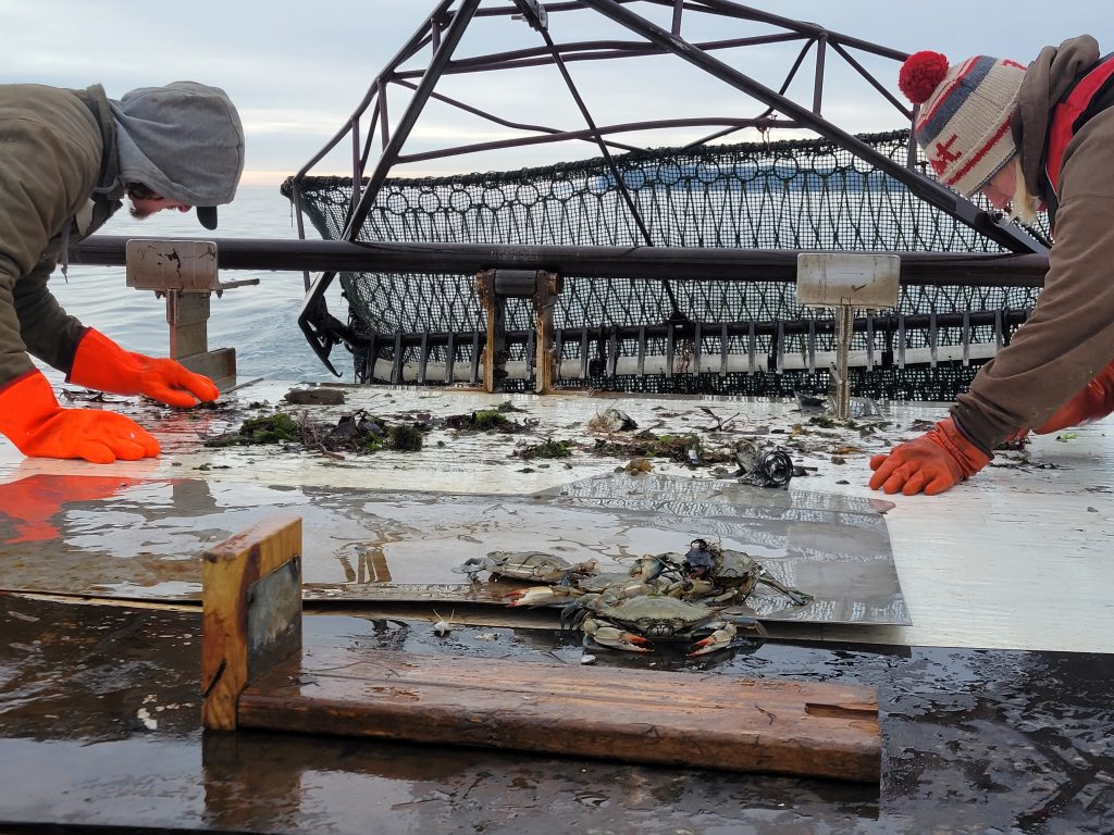 Two people on a boat sift through dredged material to look for blue crabs.