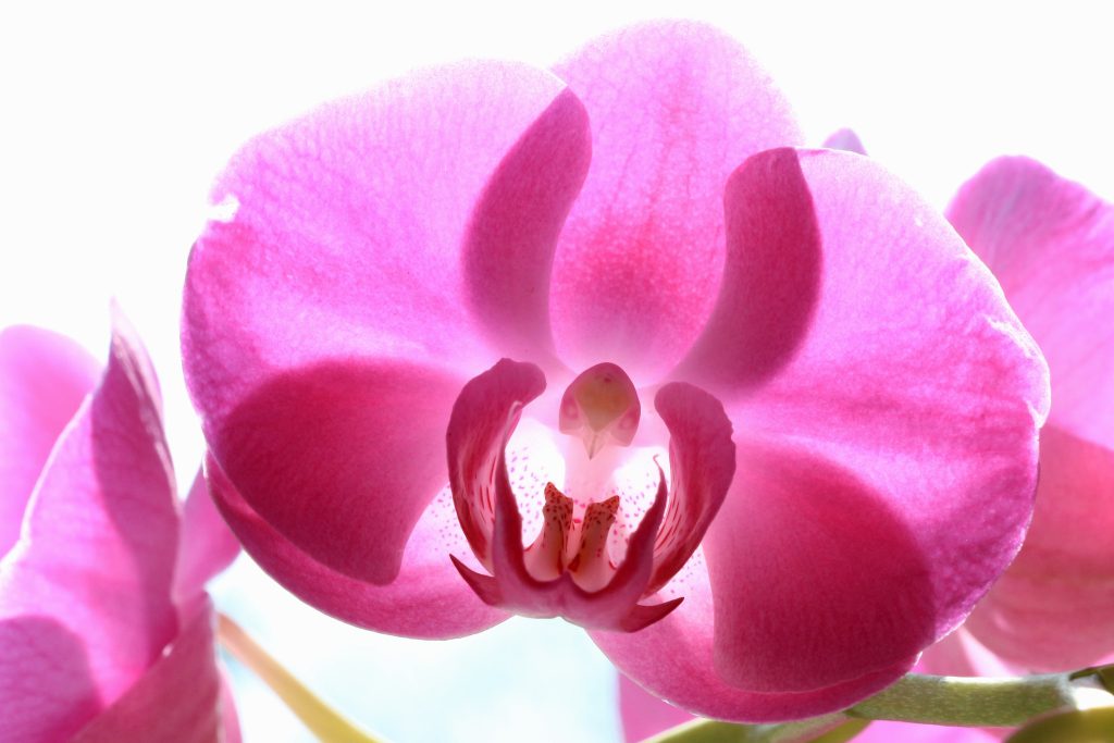 Photo of pink flower